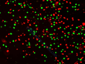 efe2d04a182b58e1b44903c9c7184835