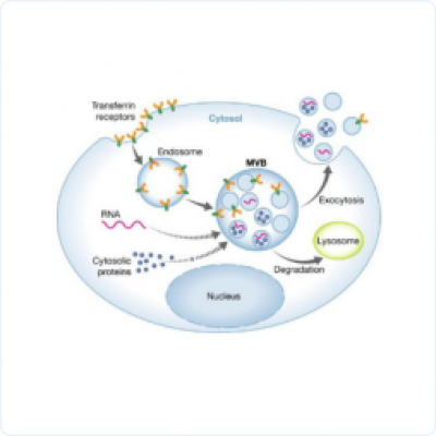 0f7c8b0adc6edd96bd5c2037e2d8c80e_400x400_auto.jpg 0f7c8b0adc6edd96bd5c2037e2d8c80e_400x400_auto.jpg