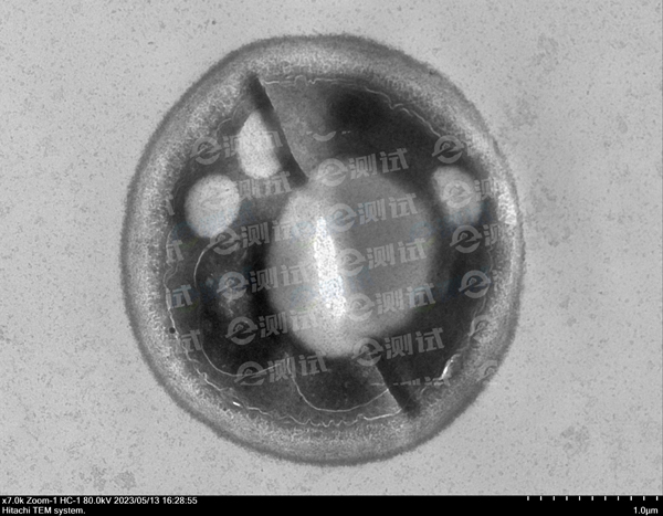 顯微成像fb 顯微成像fb