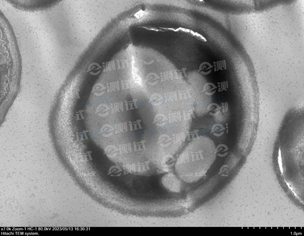 顯微成像001 顯微成像001
