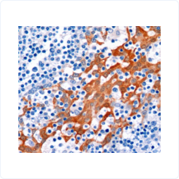 base64_image base64_image