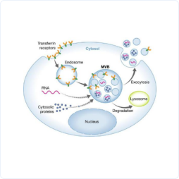 base64_image base64_image