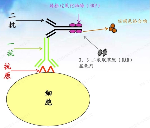 微信截圖_20250108090705 微信截圖_20250108090705