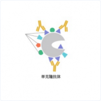 克隆抗體制備