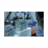 Western Blot(蛋白免疫印跡)檢測